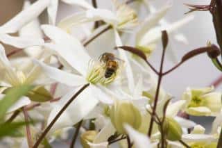 Armandii clematis with little flowers