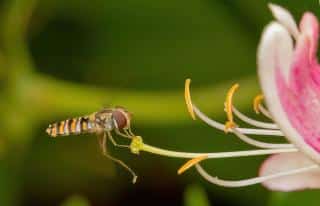 Hovering hoverfly sipping nectar