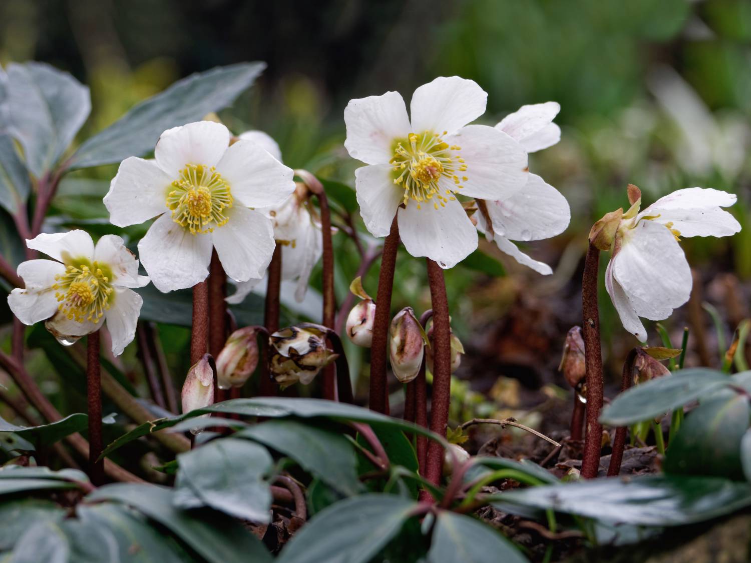 Black hellebore