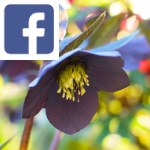 Picture related to Black hellebore overlaid with the Facebook logo.