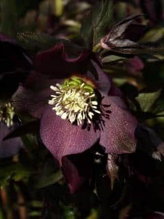 Black hellebore flower