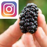 Picture related to Blackberry overlaid with the Instagram logo.