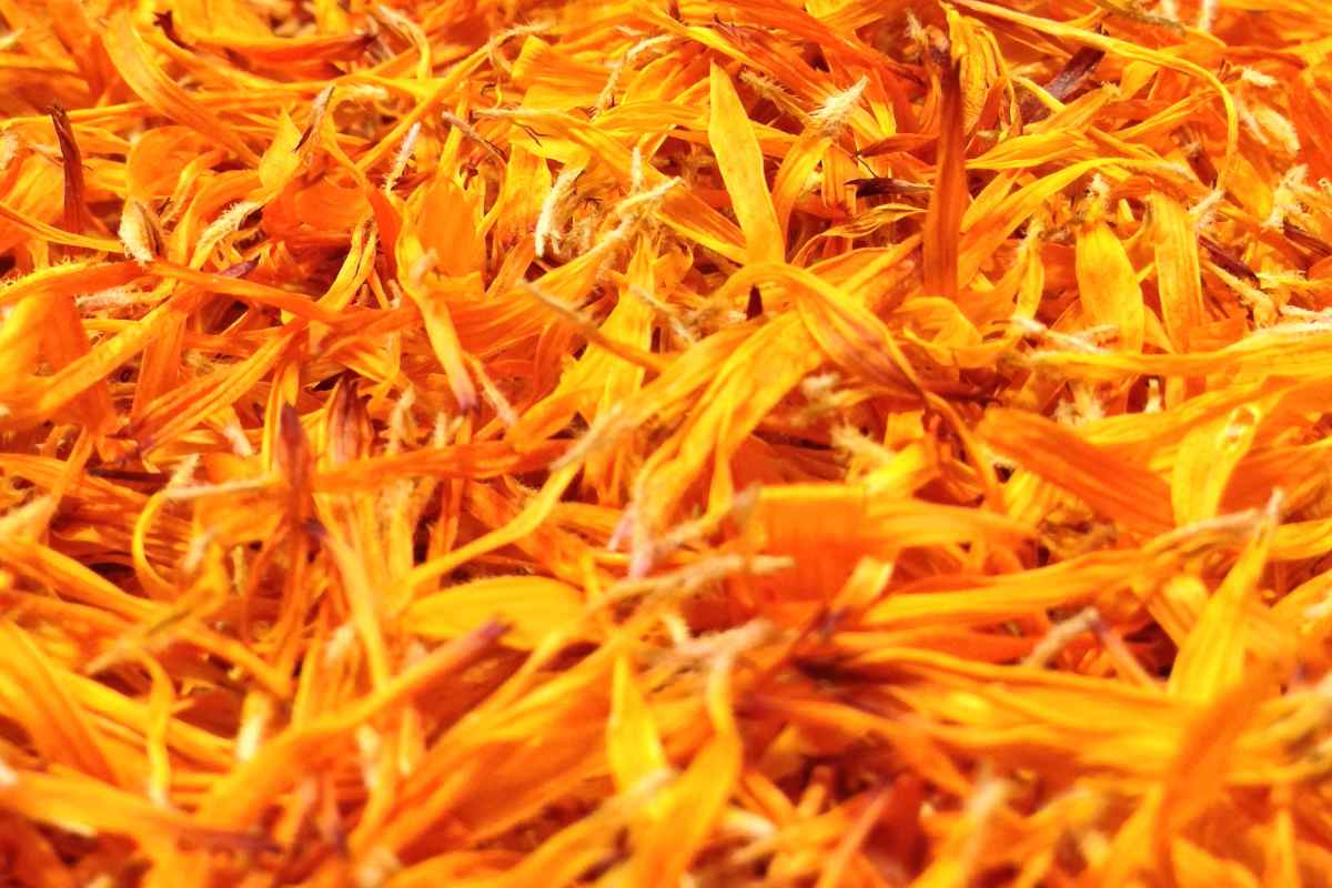 Calendula officinalis petals