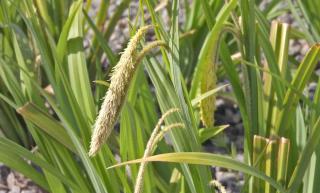 Weeping variety of carex grass