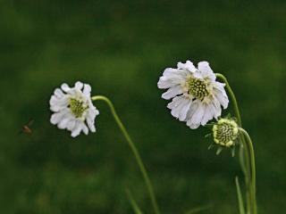 Care caucasian pincushion