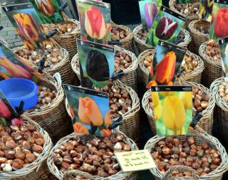 Tulip bulbs for sale in baskets