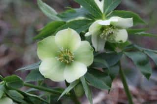 Winter-blooming christmas rose, a green variety