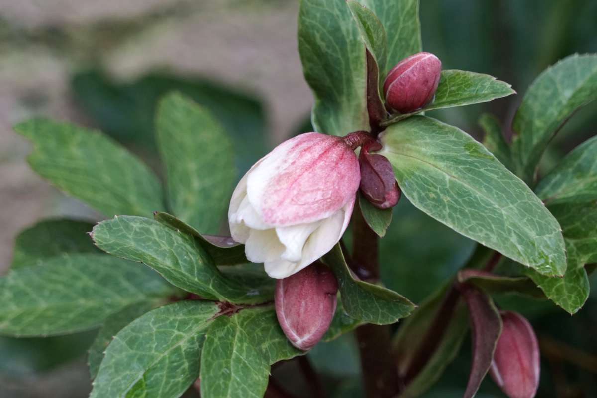 Pink Christmas rose variety blooming for the feasts