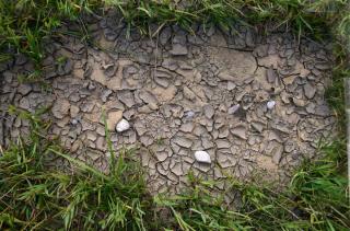Symptoms of clay soil are flakes appearing when dry
