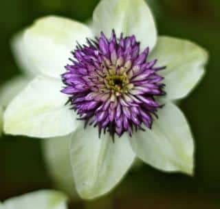 Purple center and white petals for this small clematis florida species