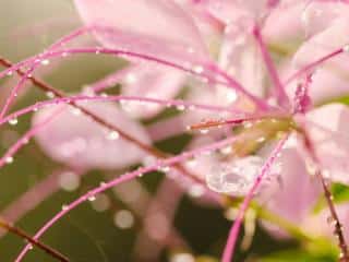 How to water cleome