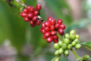 Coffee tree harvest