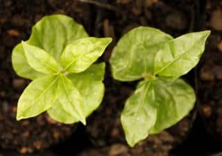 Two coffee tree cuttings becoming saplings