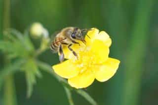 Common honeybee on a lawn flower