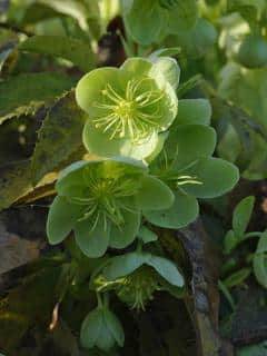 Corsican wild hellebore