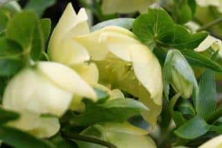 Cream or ivory colored hellebore