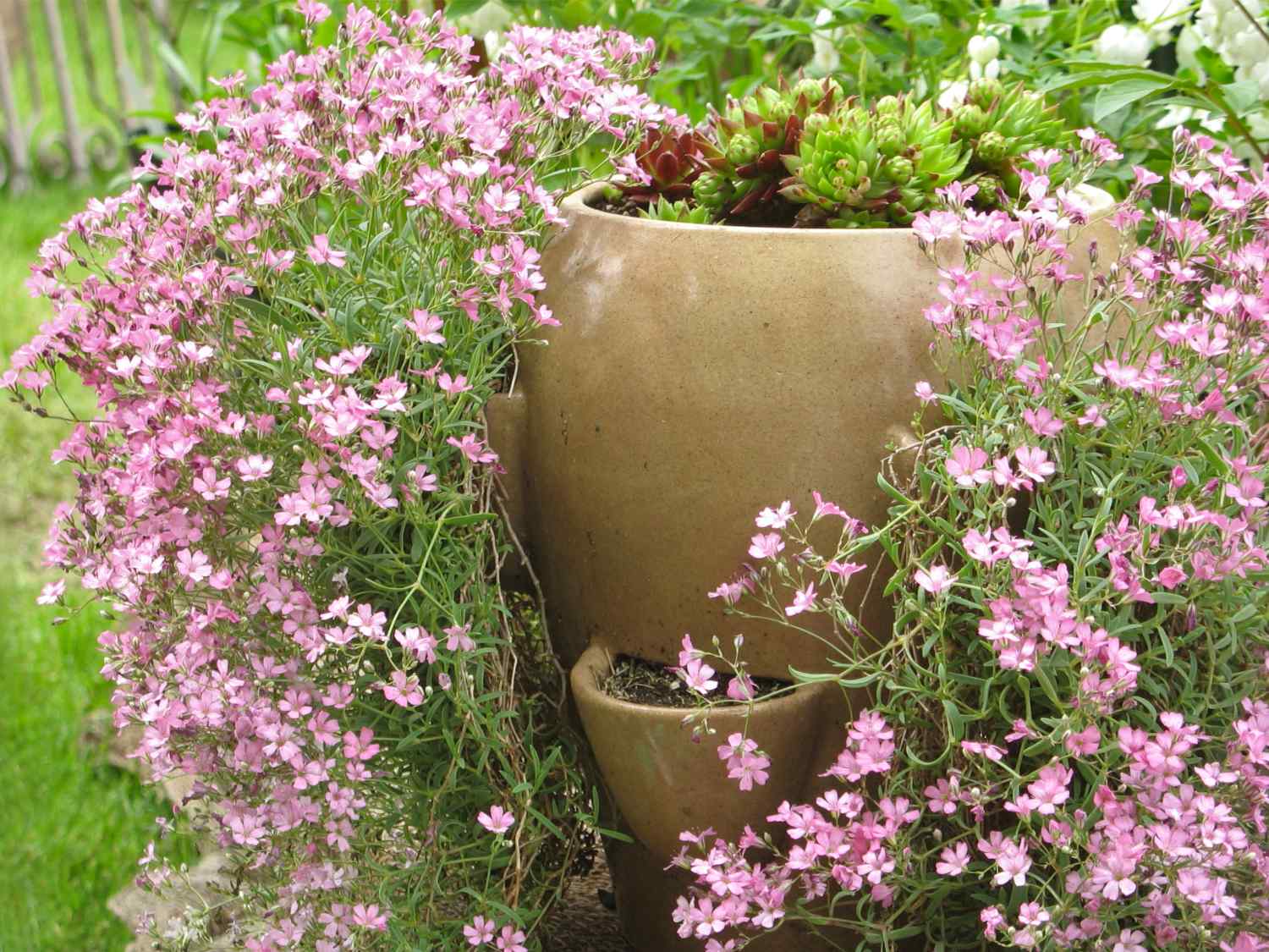 Creeping baby's breath