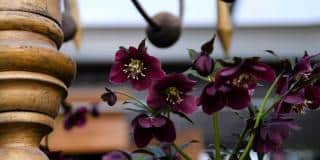 Black varieties and species of hellebore