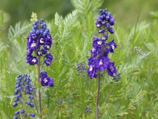 Caring for delphinium