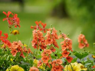 Varieties of delphinium