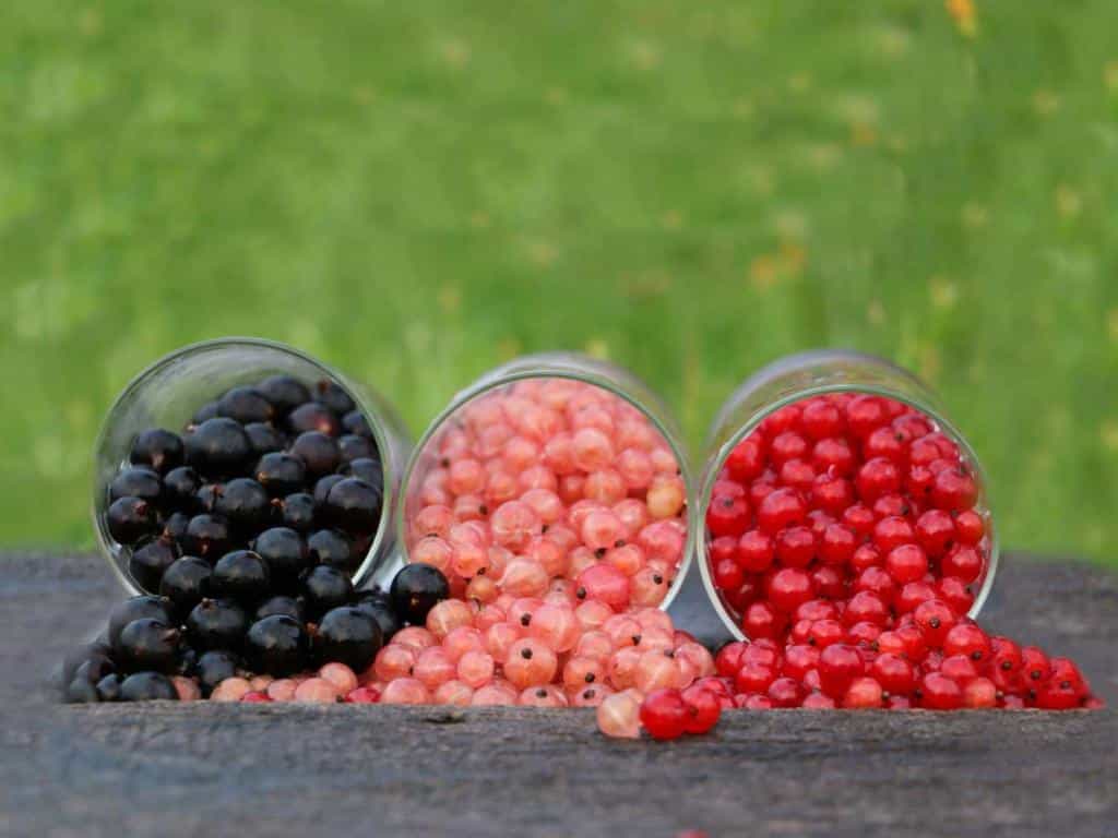Plants to treat diarrhea