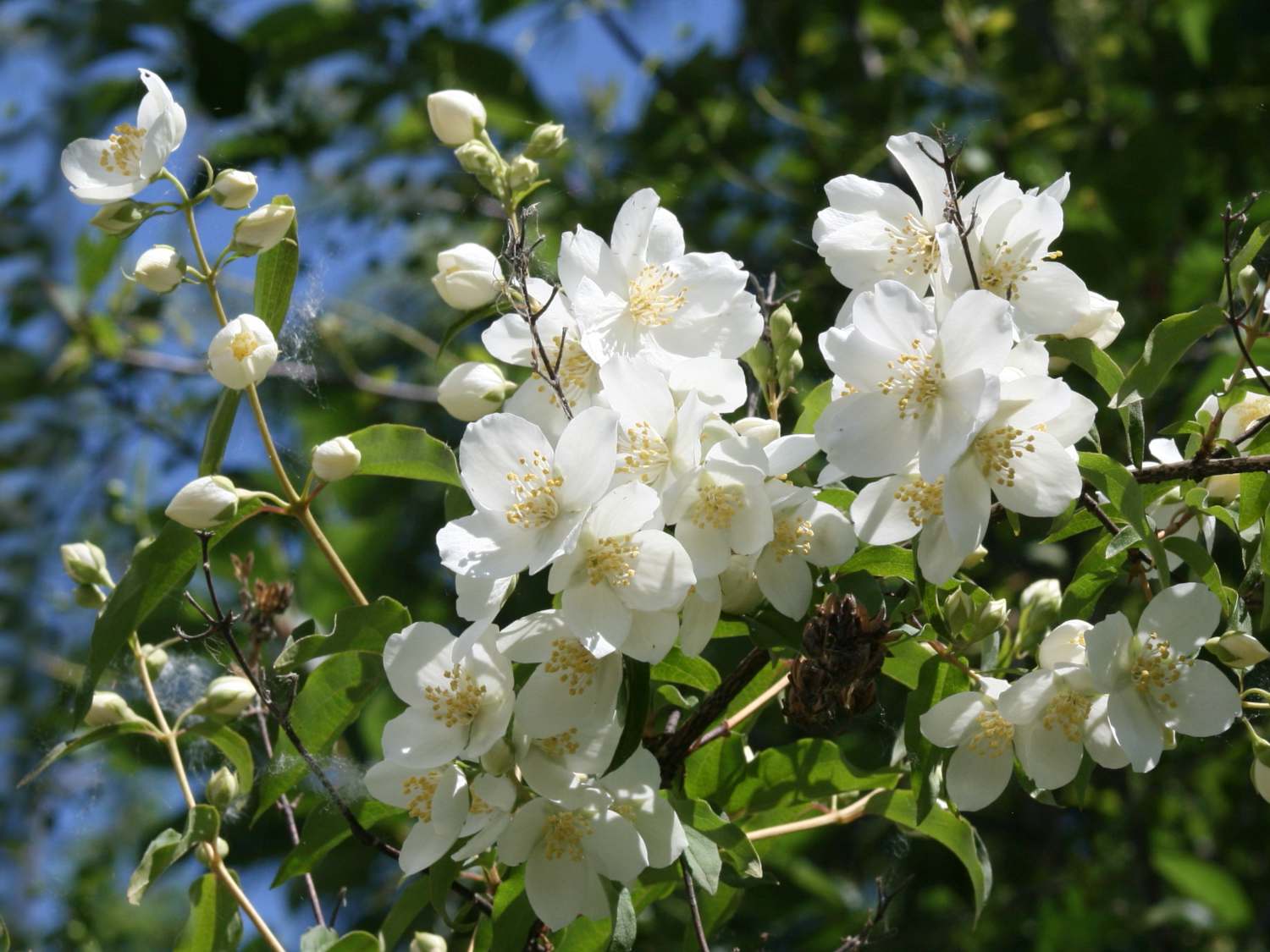 Mock orange introduction