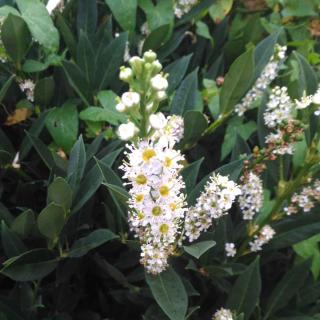 Bay laurel is a laurel shrub that has evergreen leaves. Here, blooming