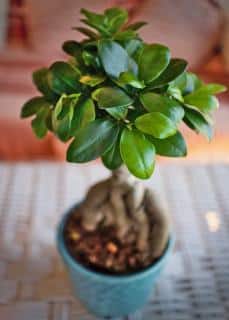 Ficus ginseng in a blue pot, focus on the air-purifying leaves