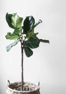 Potted fiddle leaf fig