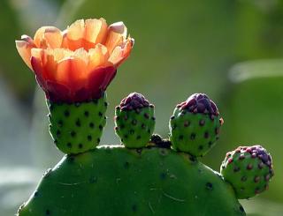 Flowering barbary fig with three buds on the way