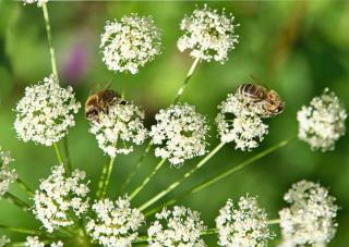 White flowers with surprising shapes