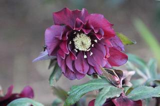 Lush flowerhead on a purple-blooming Lenten rose variety