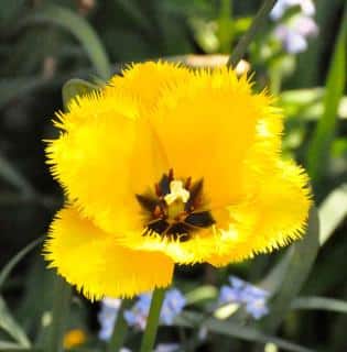 Parrot tulip varieties