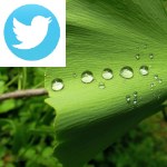 Picture related to Ginkgo overlaid with the Twitter logo.