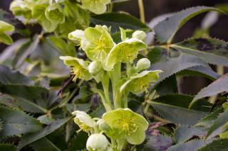 A tall-growing green hellebore species, corsican hellebore (Helleborus argustifolius)