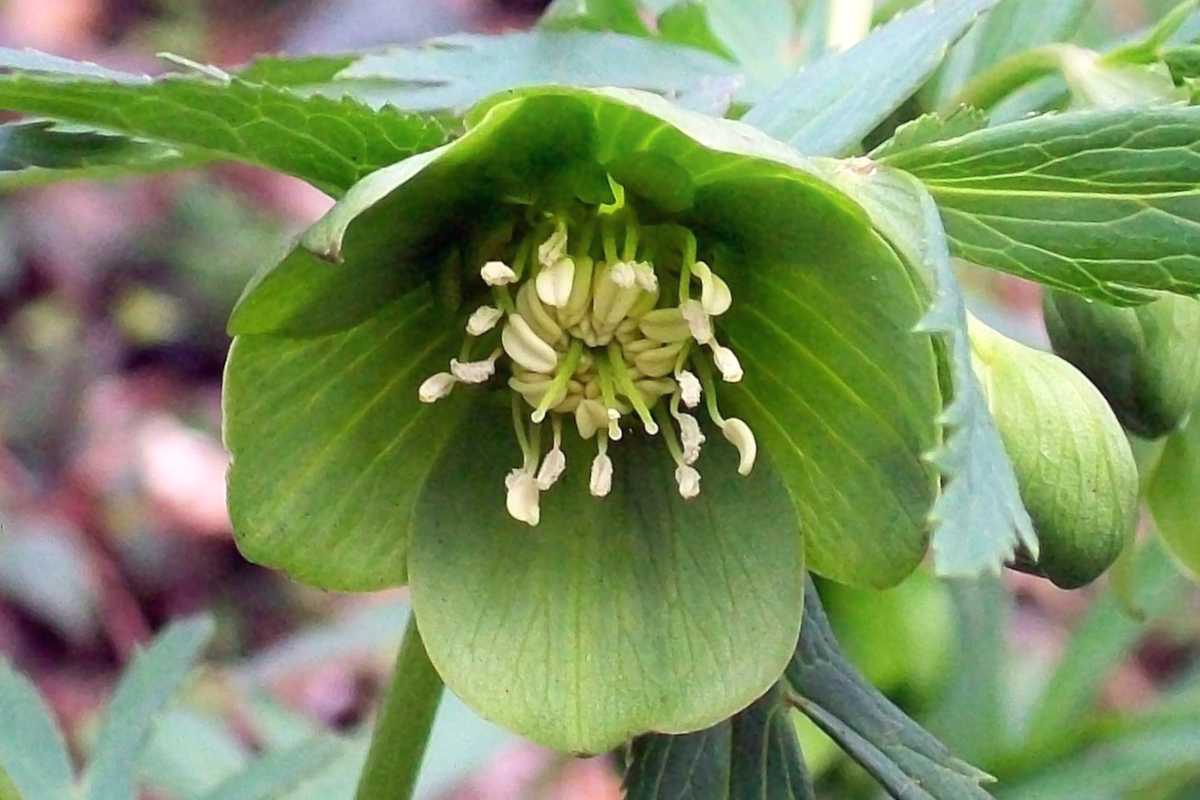 Single green hellebore flower