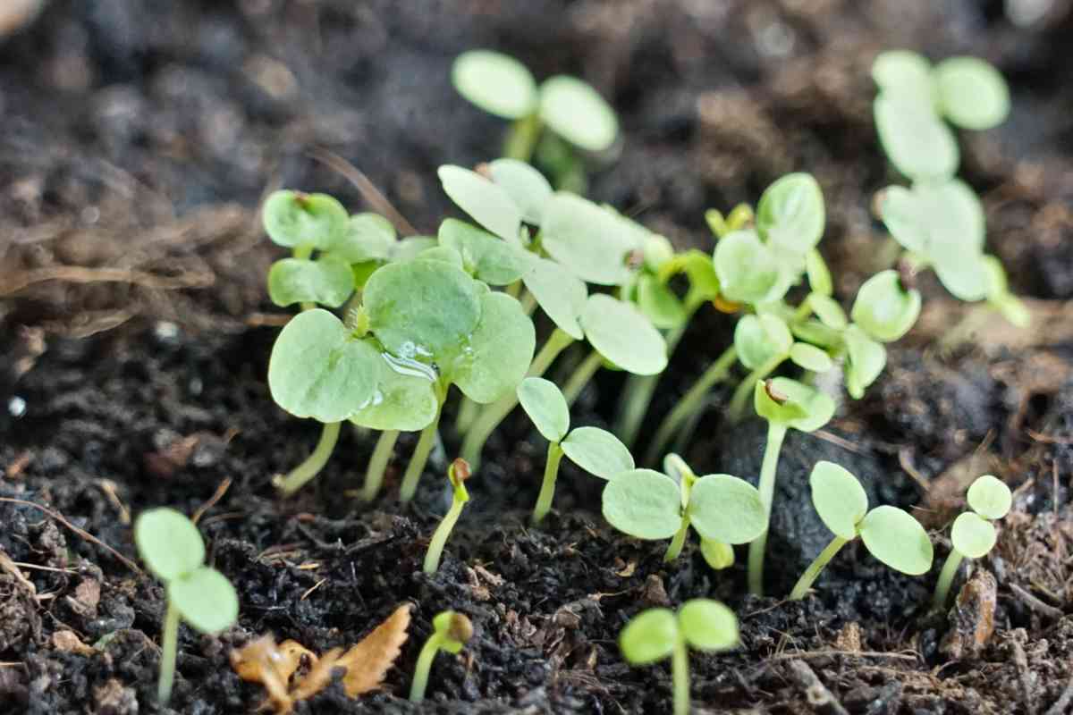 Growing kiwi from seed