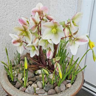 Hellebore growing in a pot with daffodils