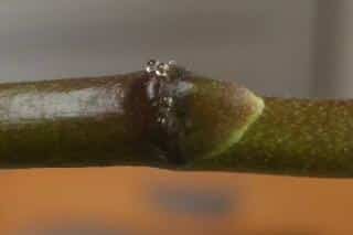 Guttation forming at a eye on an orchid stem