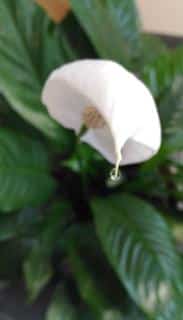 Peace lily flower with a drop of guttation at the tip