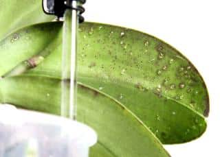 Guttation on an orchid leaf with beaker and measuring stick