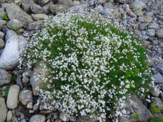 Planting creeping baby's breath