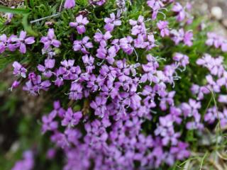 Gypsophila repens care