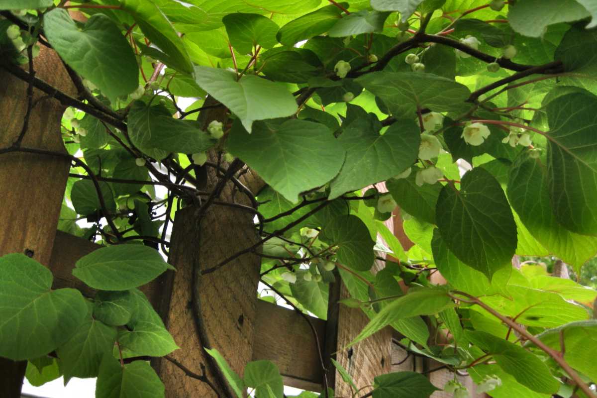 Hardy Kiwi The Kiwi To Grow In Cold Climates