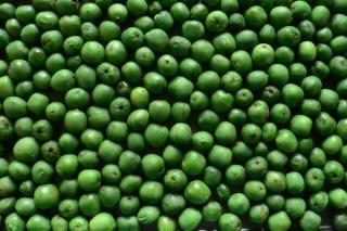 Hardy kiwi harvest spread out in a tray