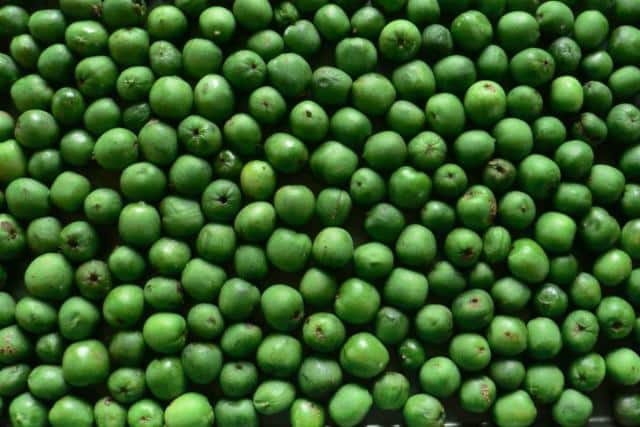 Hardy kiwi harvest spread out in a tray