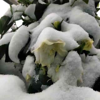 Hellebore in a pot in winter