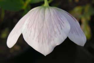 Hellebore nigercors