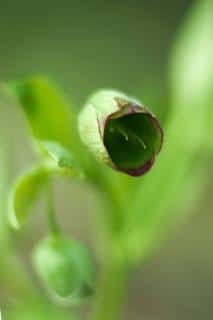 Fetid hellebore, the foul-smelling stinking hellebore