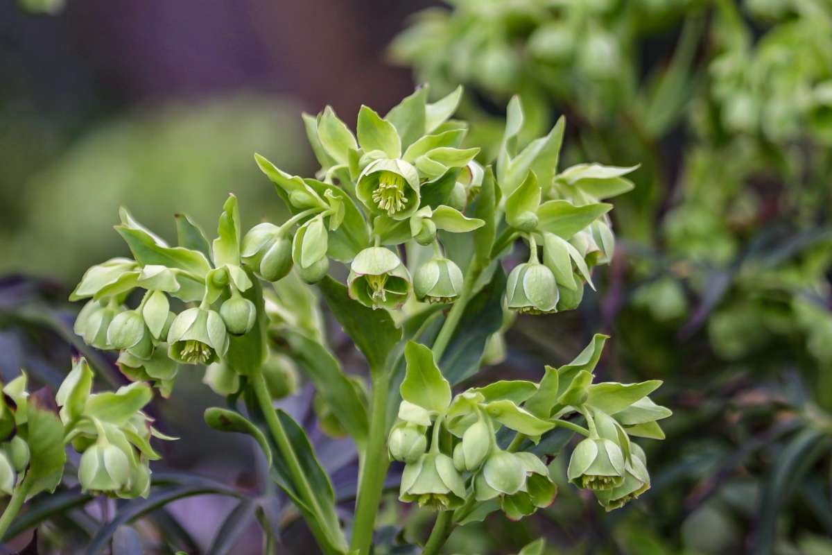 Stinking hellebore clump rising from a layer of mulch